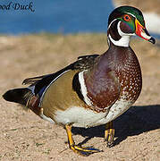 Wood Duck