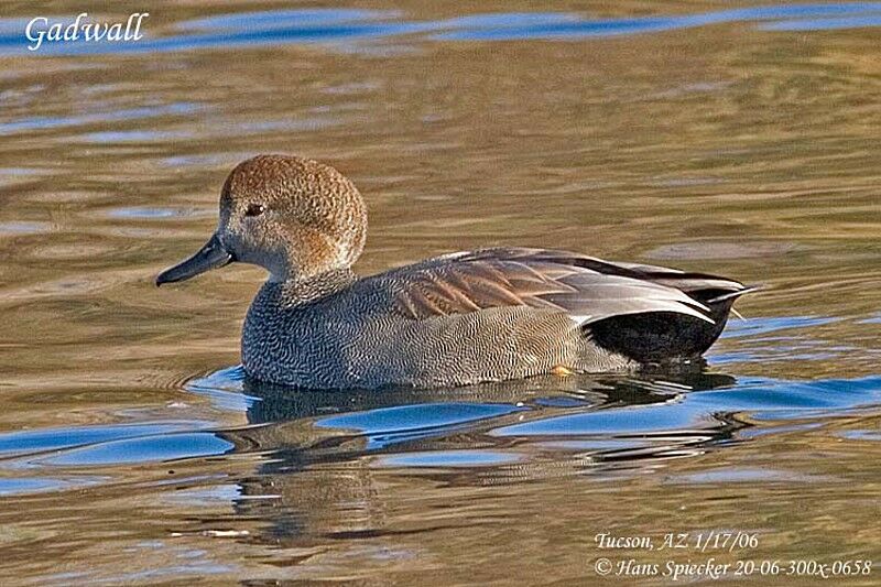 Canard chipeau