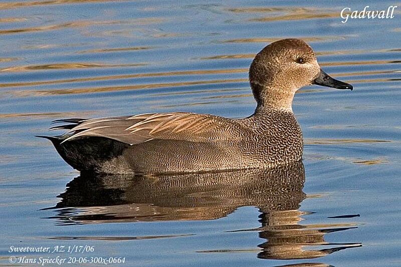 Gadwall