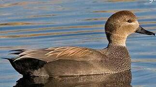 Gadwall