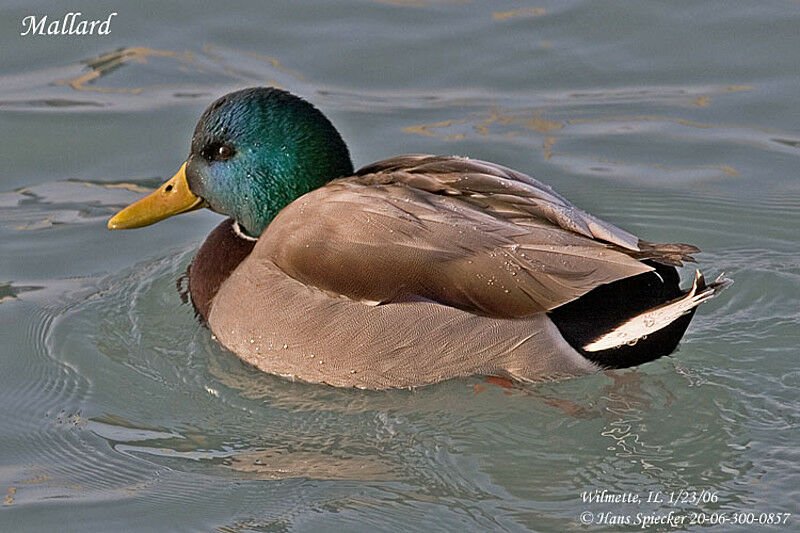 Mallard