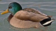 Canard colvert