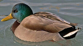 Canard colvert