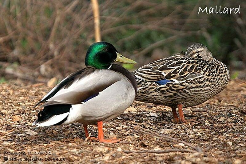 Canard colvert