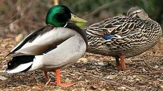 Canard colvert