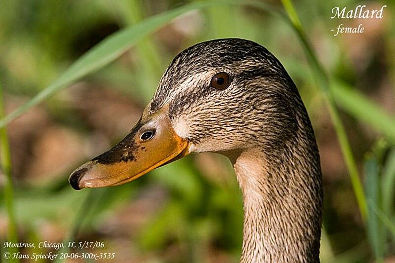 Canard colvert femelle adulte nuptial