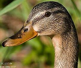 Canard colvert