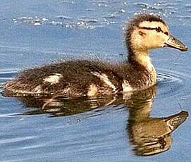 Canard colvert