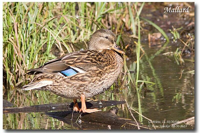 Canard colvert femelle adulte