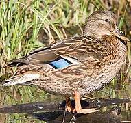 Mallard