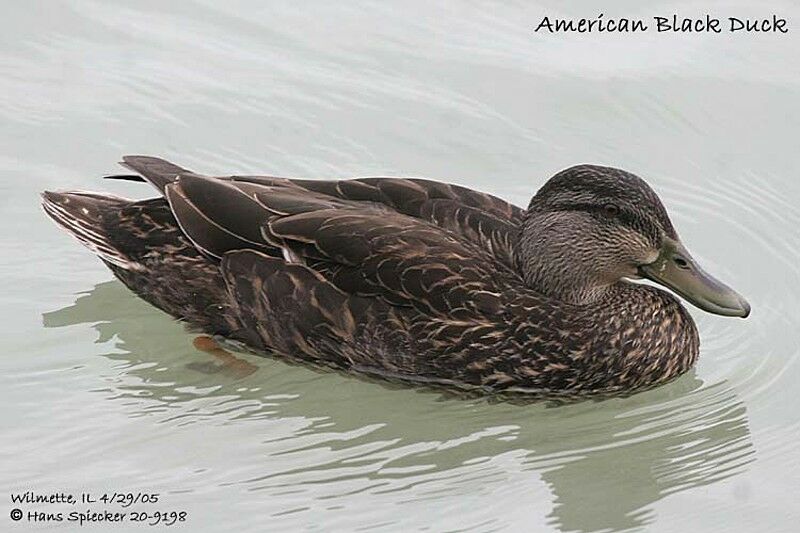 Canard noir