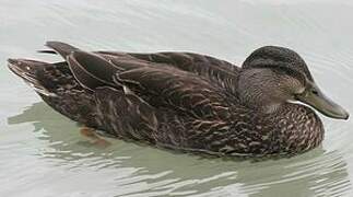 American Black Duck