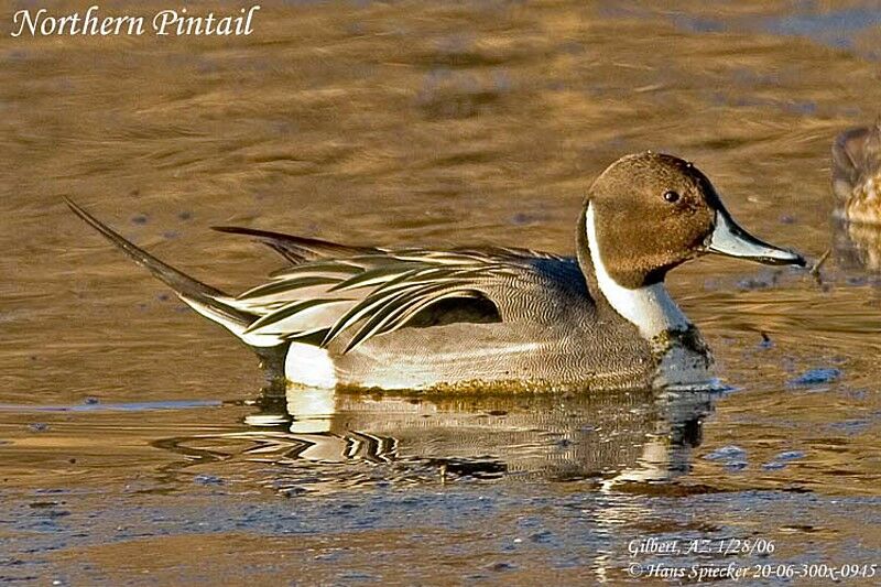 Northern Pintail