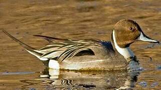 Northern Pintail