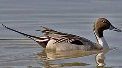 Canard pilet