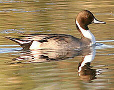 Canard pilet