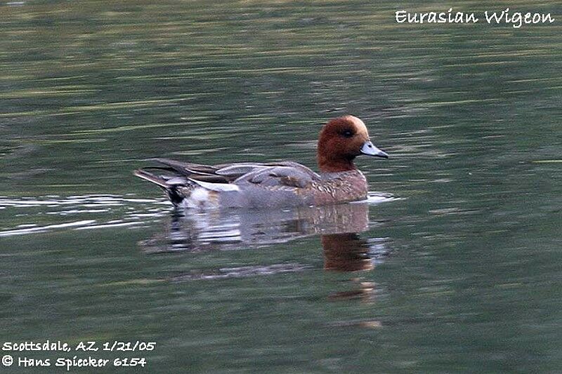 Canard siffleur