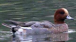 Eurasian Wigeon