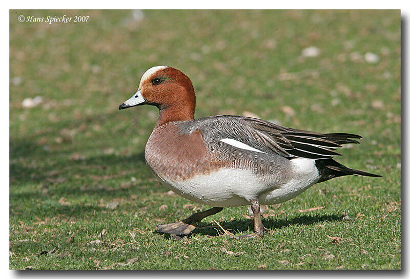 Canard siffleur mâle adulte