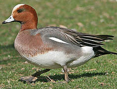 Eurasian Wigeon