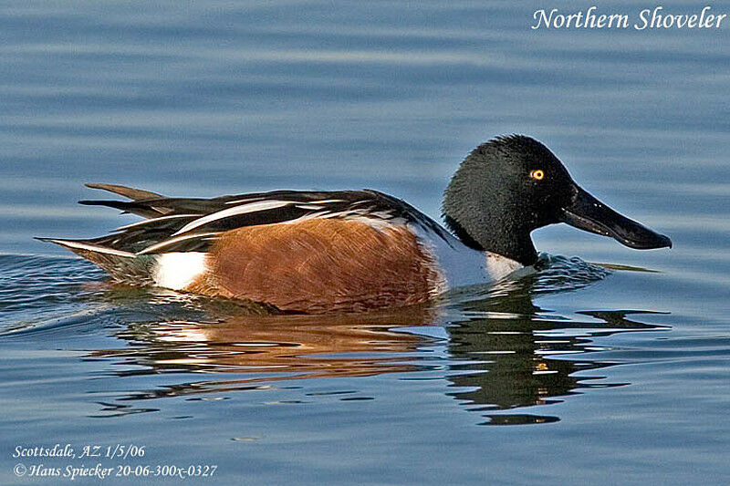 Northern Shoveler