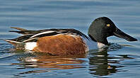 Canard souchet