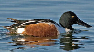 Canard souchet