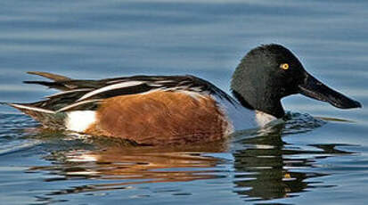 Canard souchet