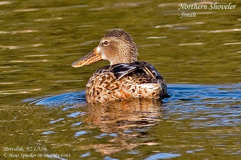 Canard souchet