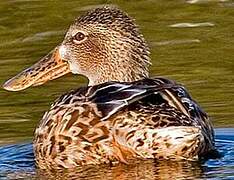 Northern Shoveler