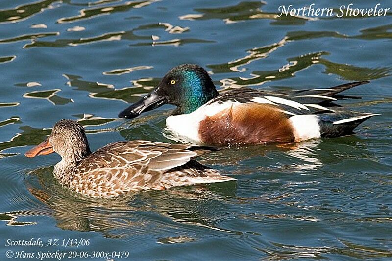 Northern Shoveler