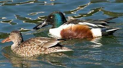 Canard souchet