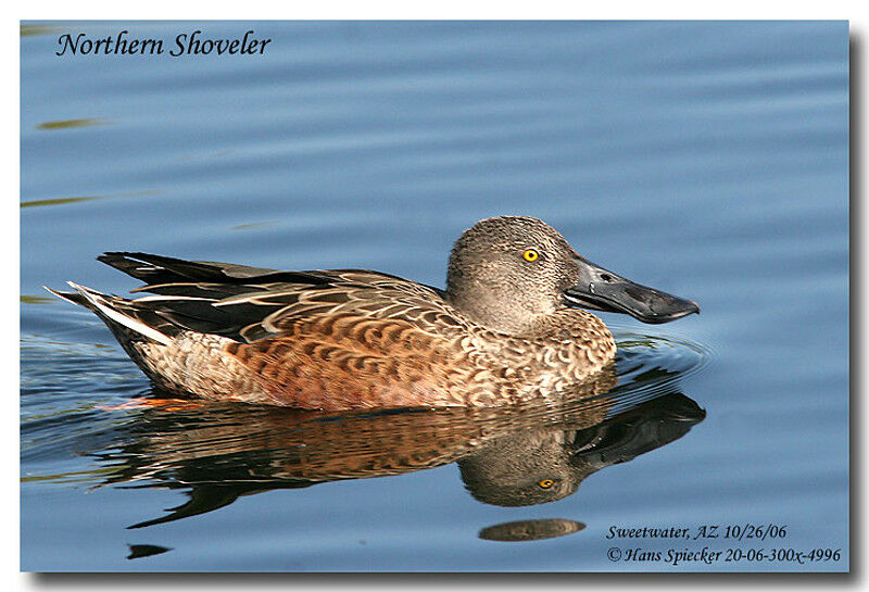 Northern Shoveler male adult post breeding