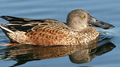 Canard souchet