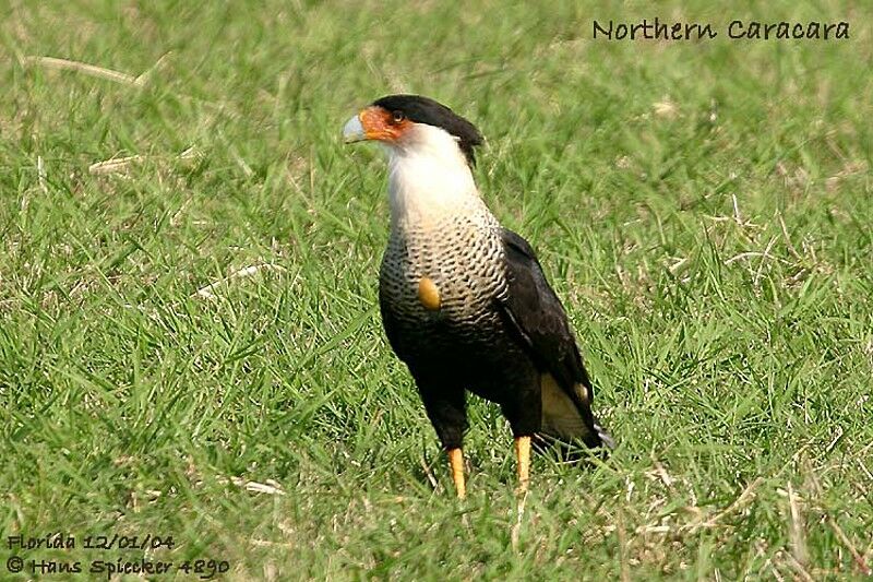 Northern Crested Caracara