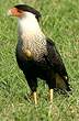 Caracara du Nord