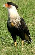 Northern Crested Caracara