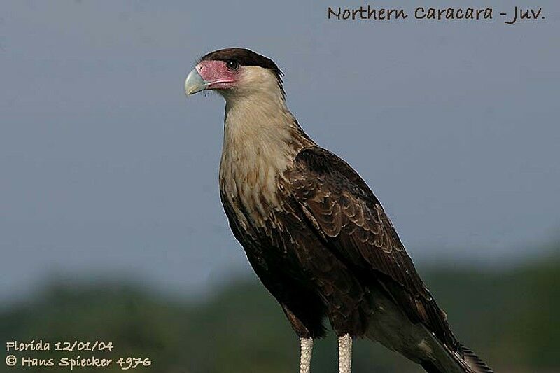 Northern Crested Caracara