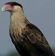 Crested Caracara (cheriway)