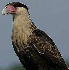 Caracara du Nord