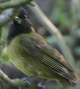 Crimson-collared Grosbeak