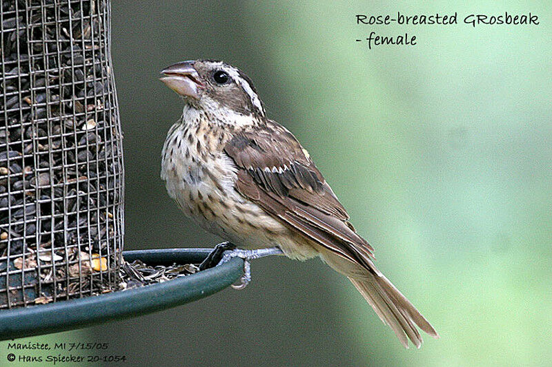 Rose-breasted Grosbeak