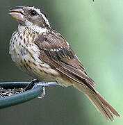 Rose-breasted Grosbeak