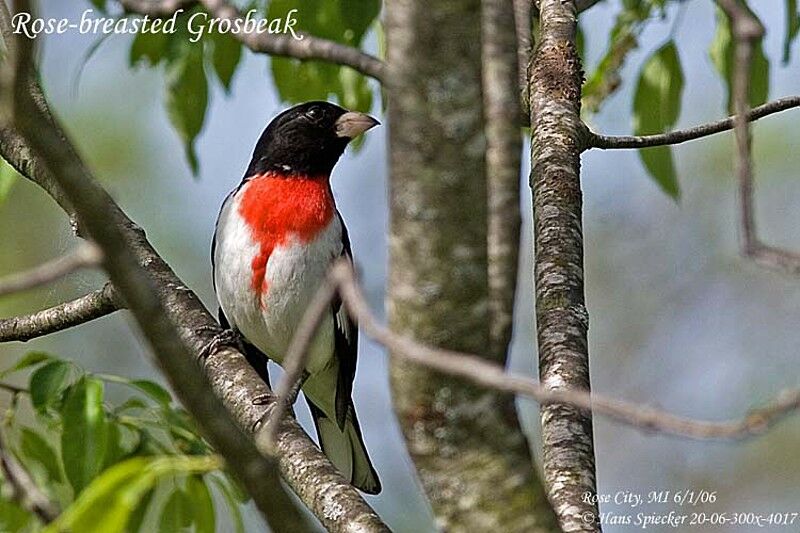 Rose-breasted Grosbeak