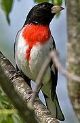 Rose-breasted Grosbeak