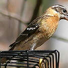 Cardinal à tête noire