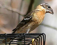 Cardinal à tête noire