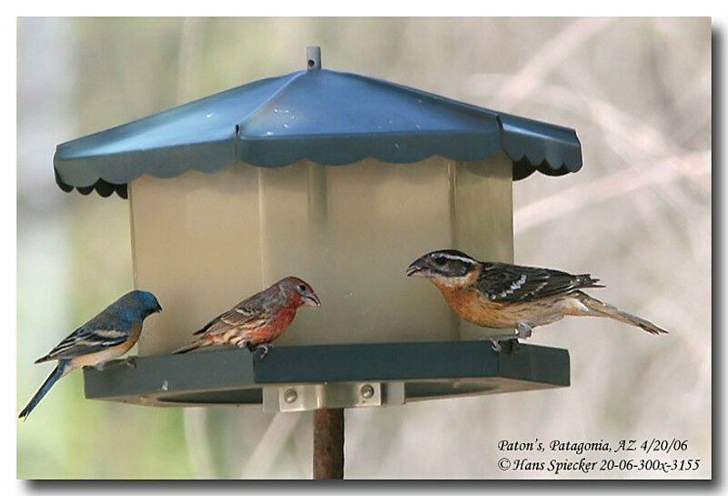 Black-headed Grosbeak male First year