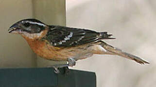 Black-headed Grosbeak