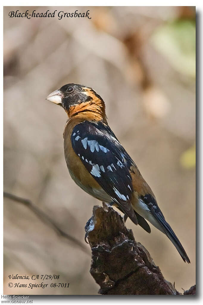 Black-headed Grosbeak male adult, identification